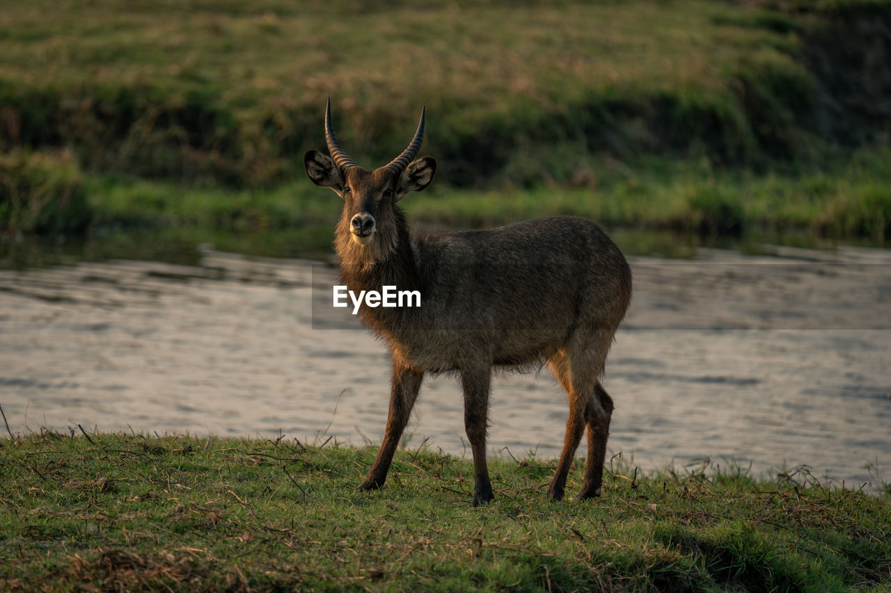 portrait of deer standing on field