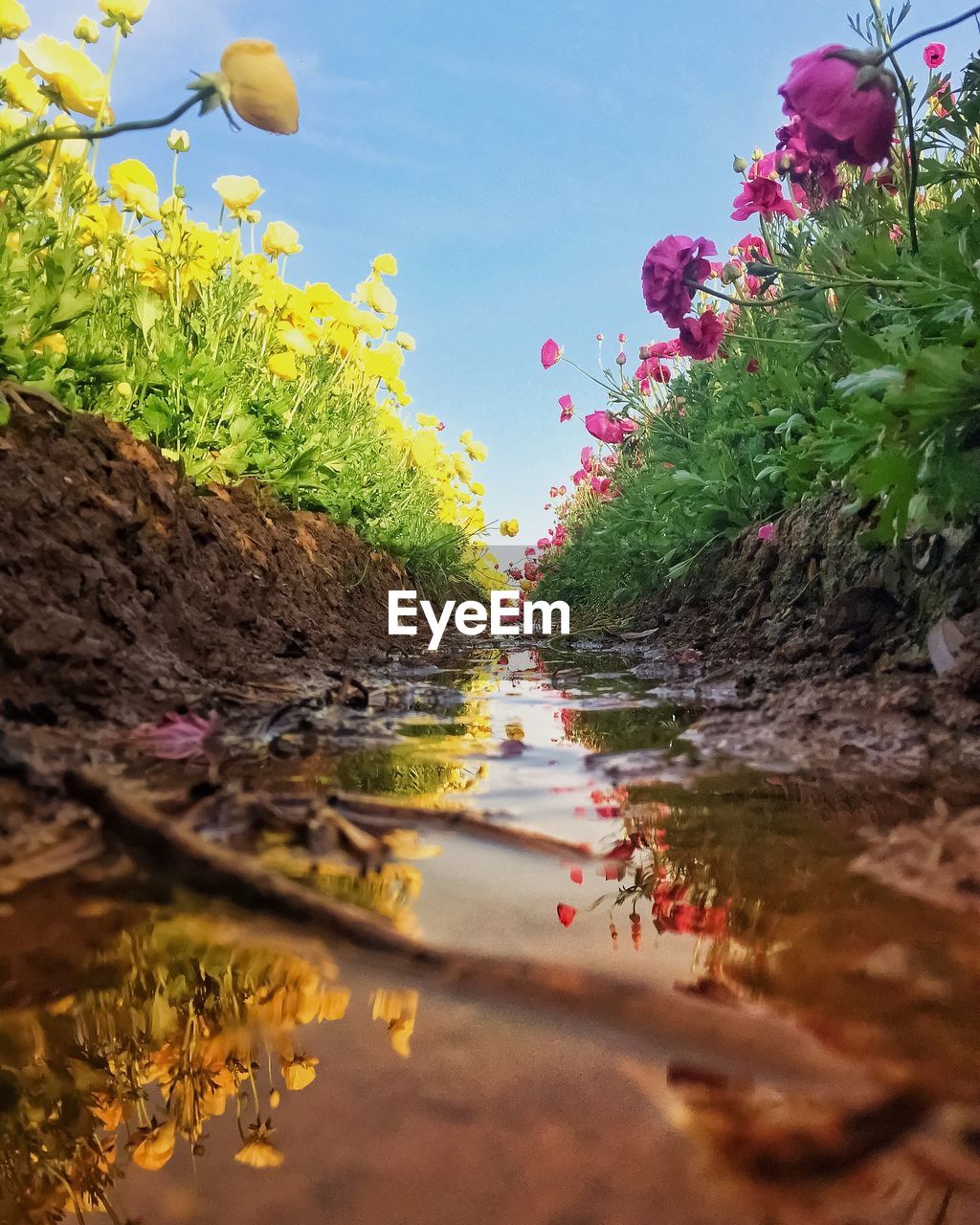 SURFACE LEVEL OF FLOWERING PLANTS BY WATER AGAINST SKY