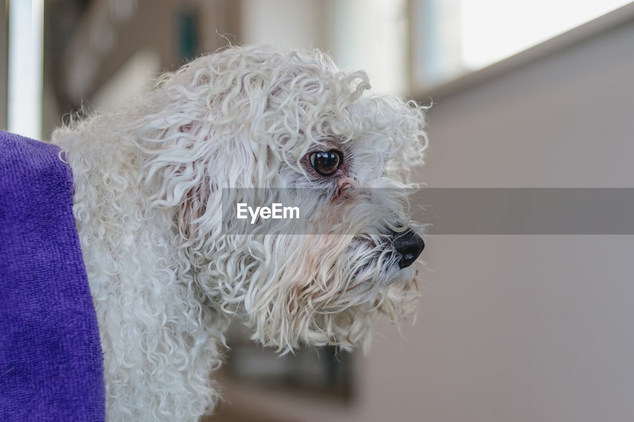 Dog after getting haircut with scissors at grooming salon and pet spa