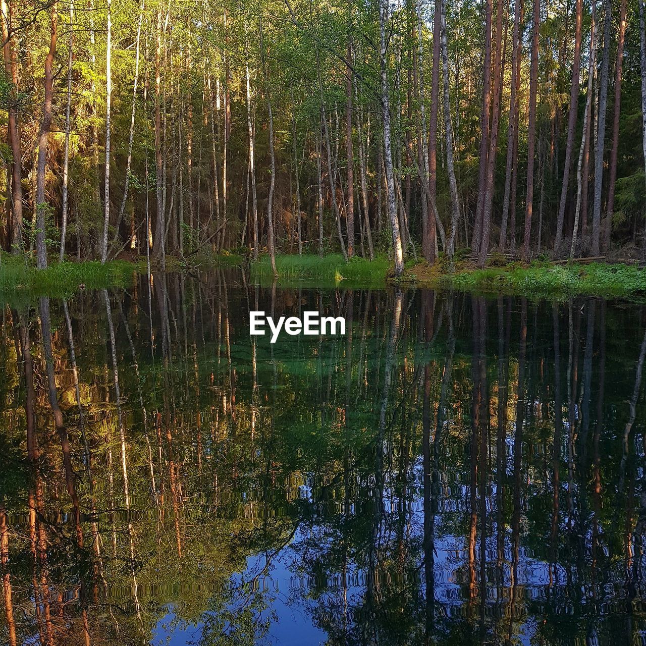 REFLECTION OF TREES ON LAKE IN FOREST