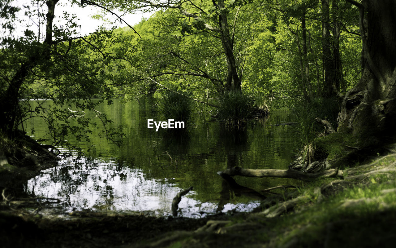 SCENIC VIEW OF LAKE AMIDST TREES