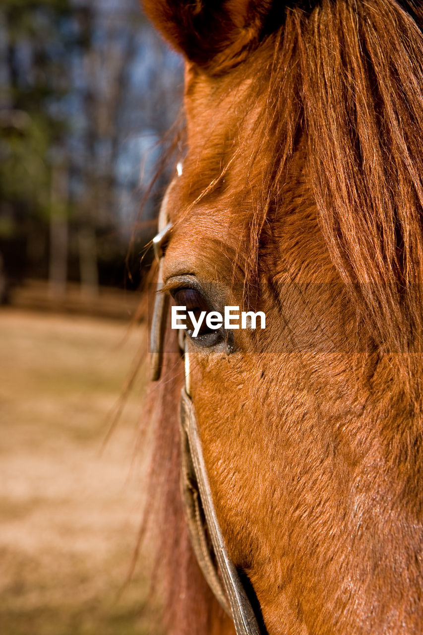 CLOSE-UP OF HORSE IN THE MOUTH