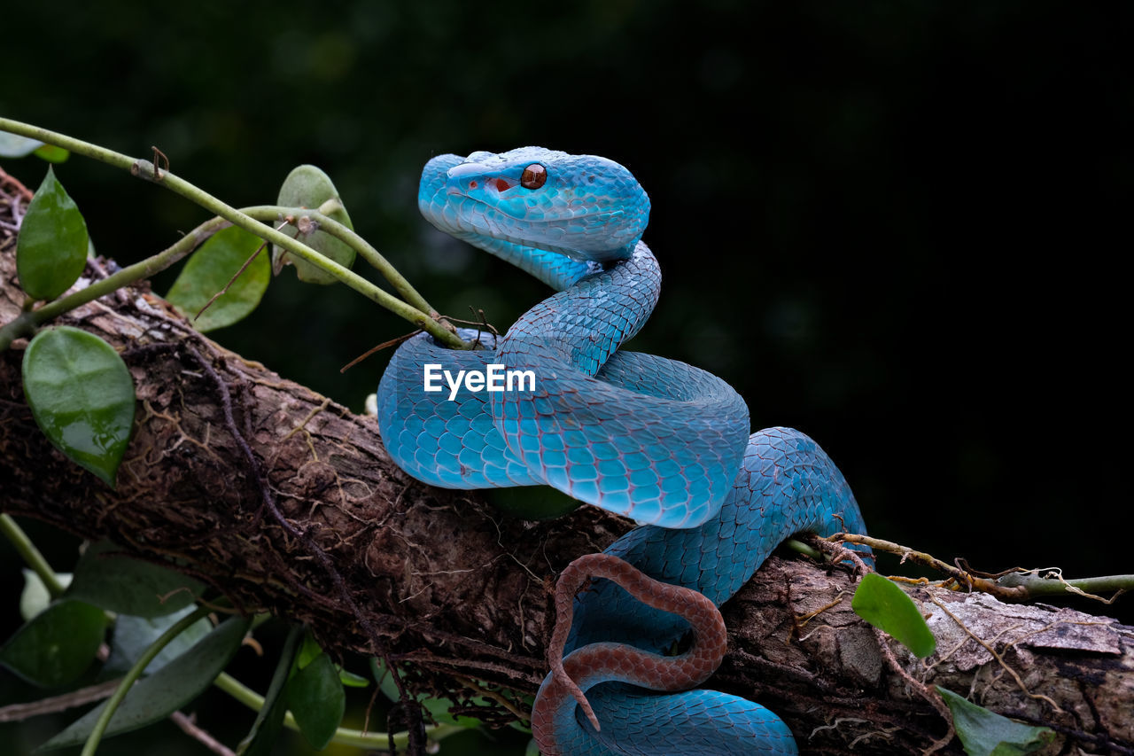 A blue viper snake is on standby against enemy threats in the tree branches