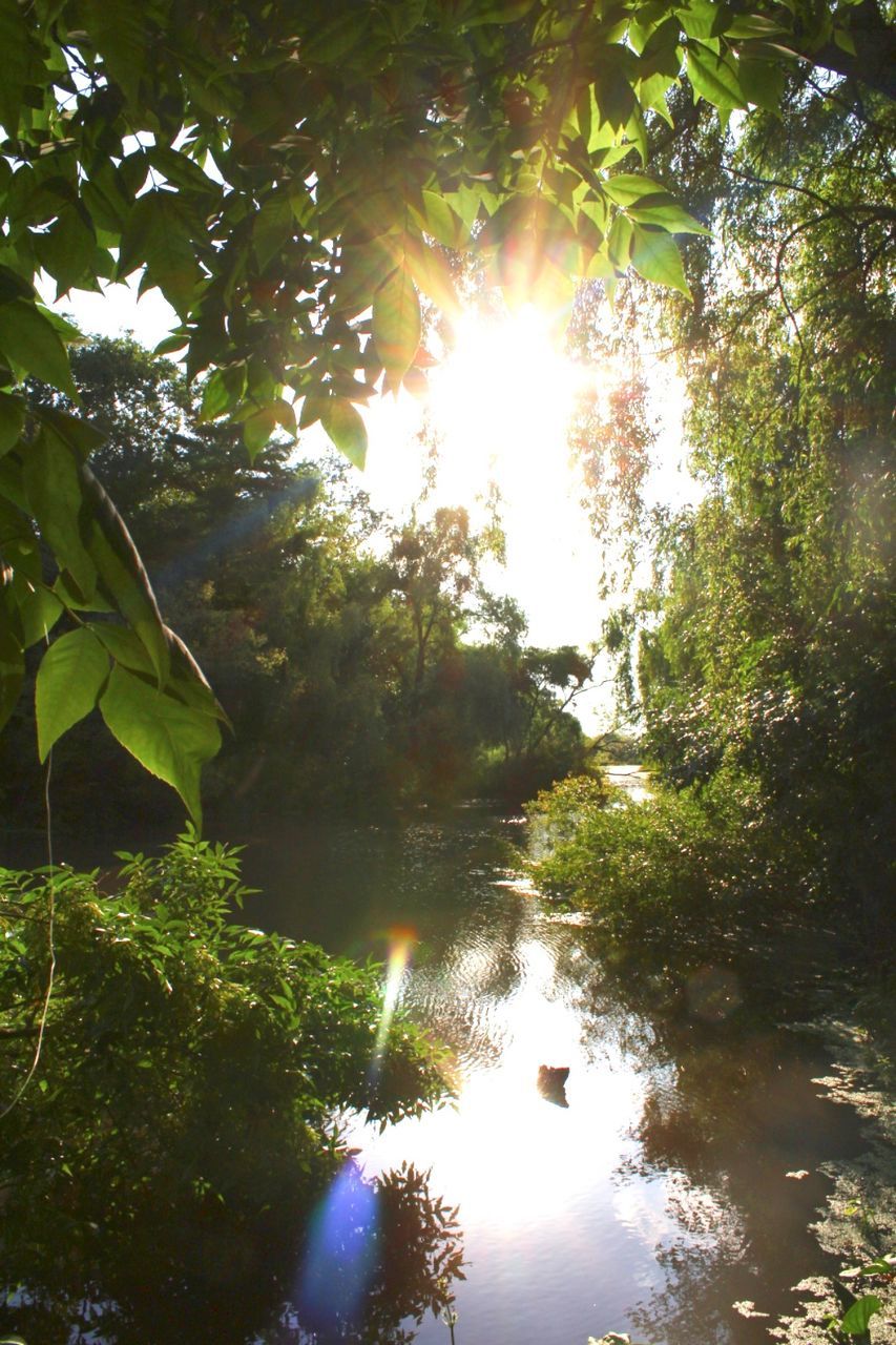 SUN SHINING OVER TREES