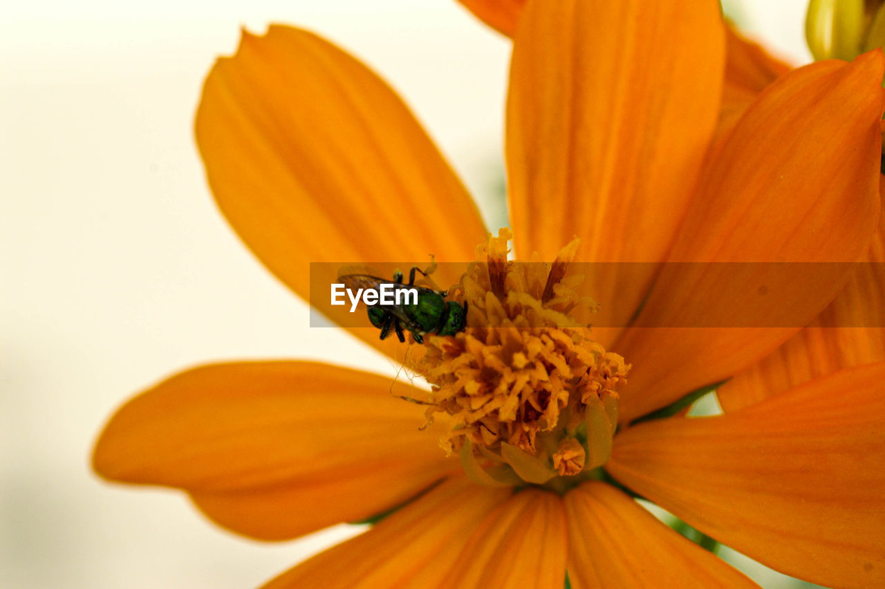 CLOSE-UP OF HONEY BEE ON FLOWER