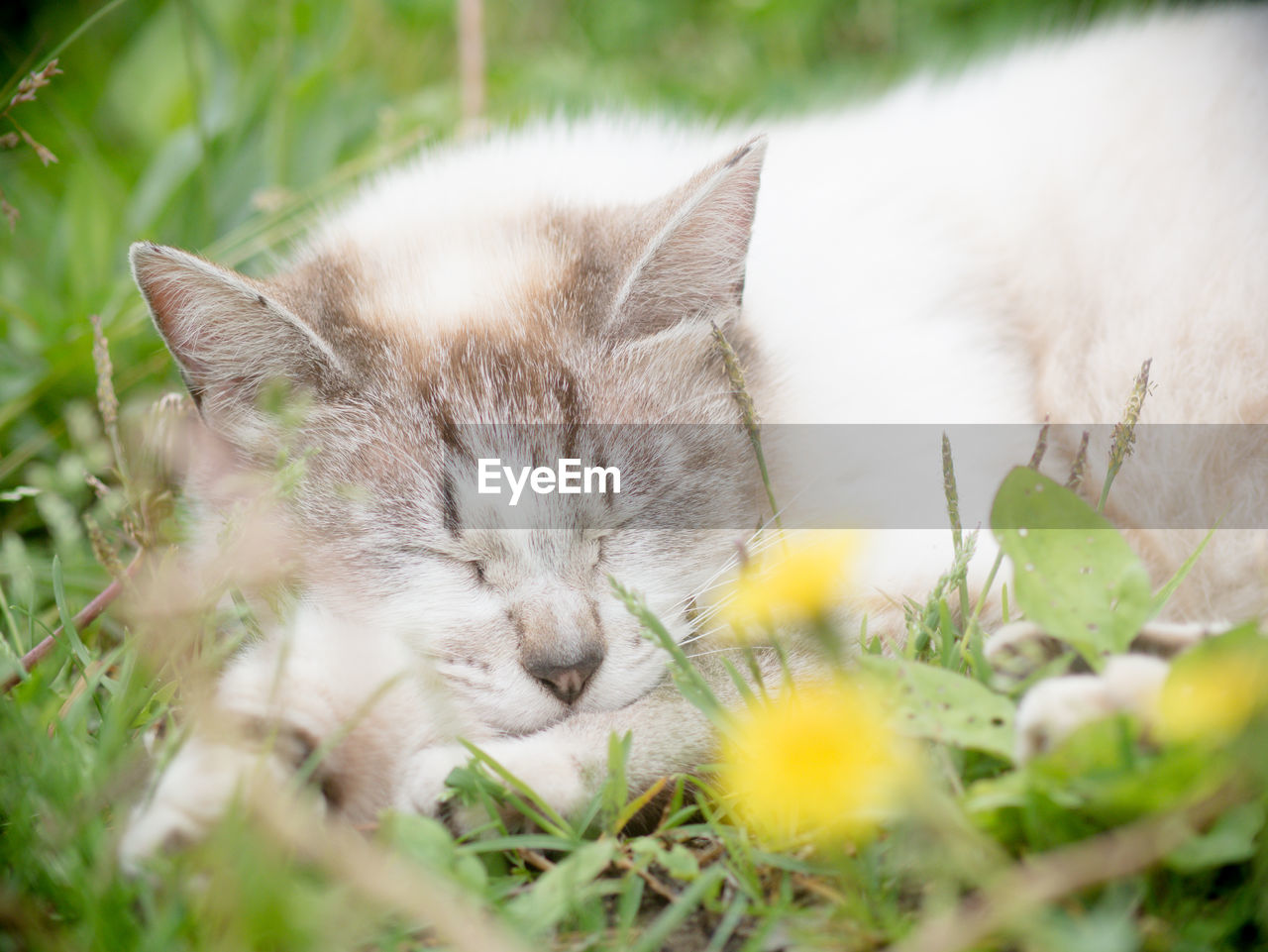 Close-up of cat sleeping on grass