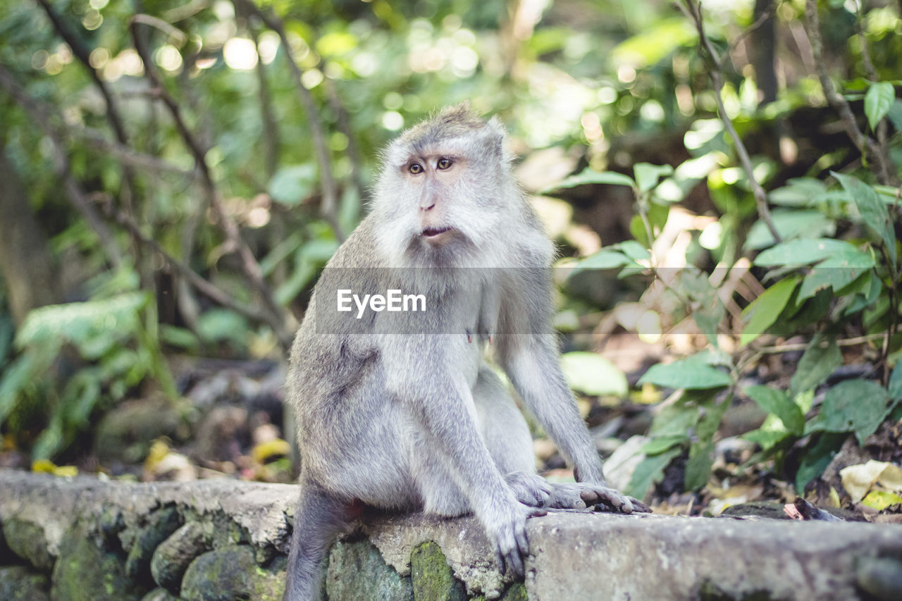 Monkey sitting on retaining wall