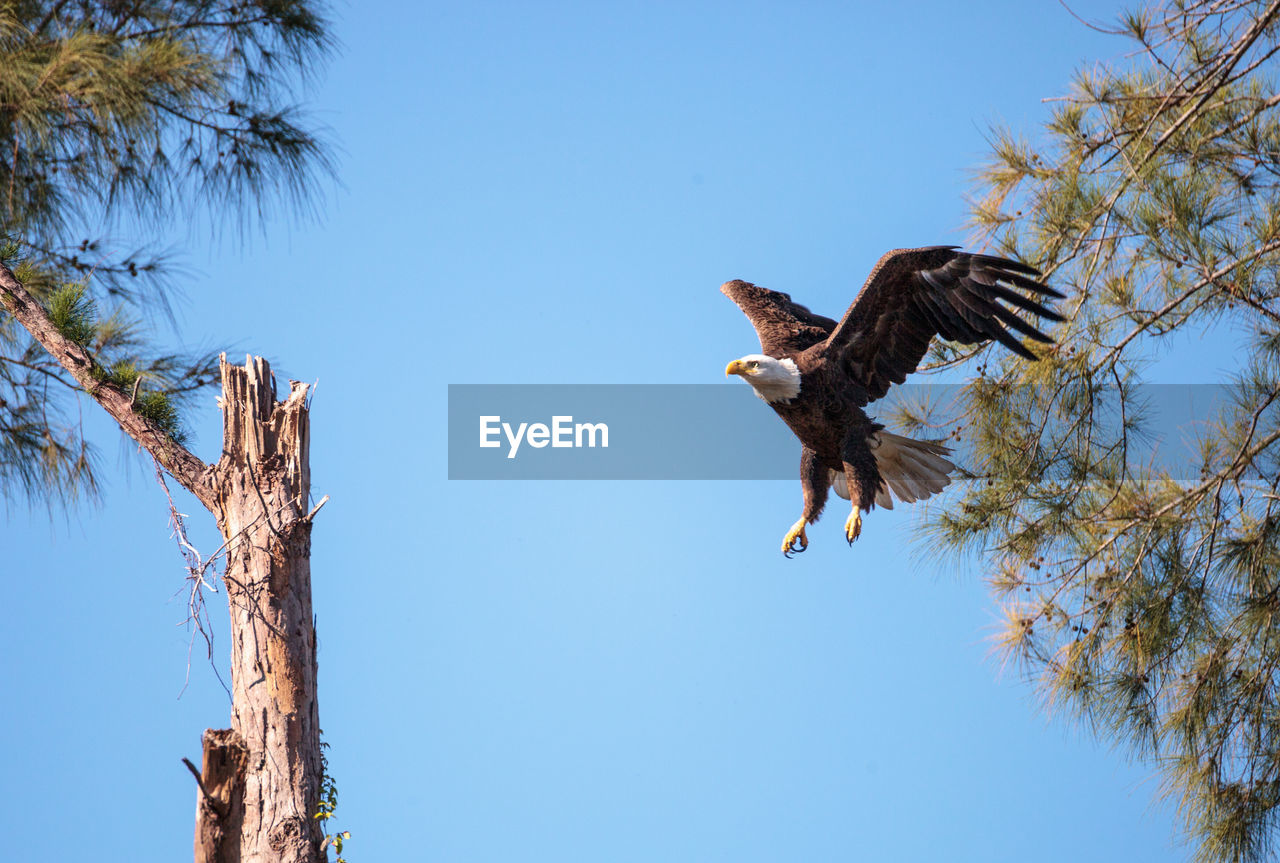 Low angle view of bald eagle flying by trees against clear blue sky