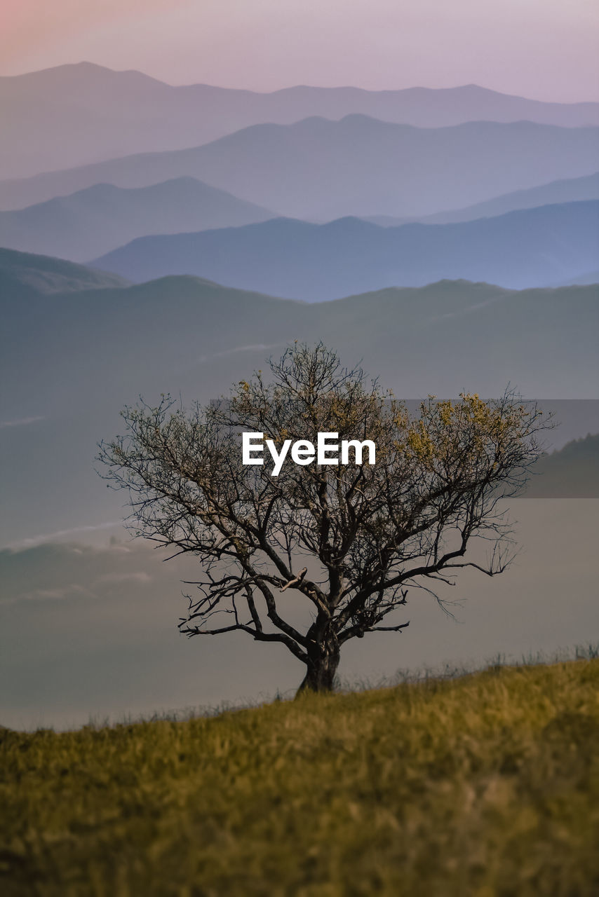 TREE ON FIELD BY MOUNTAINS AGAINST SKY