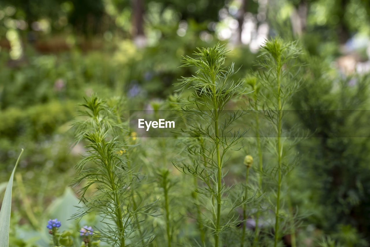 CLOSE-UP OF FLOWERING PLANT ON LAND