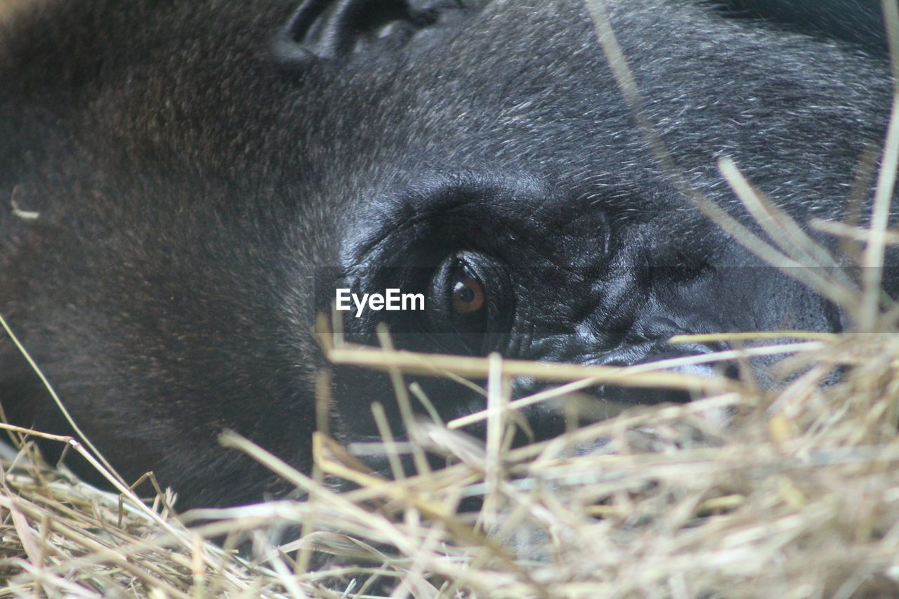 Gorilla resting on hay