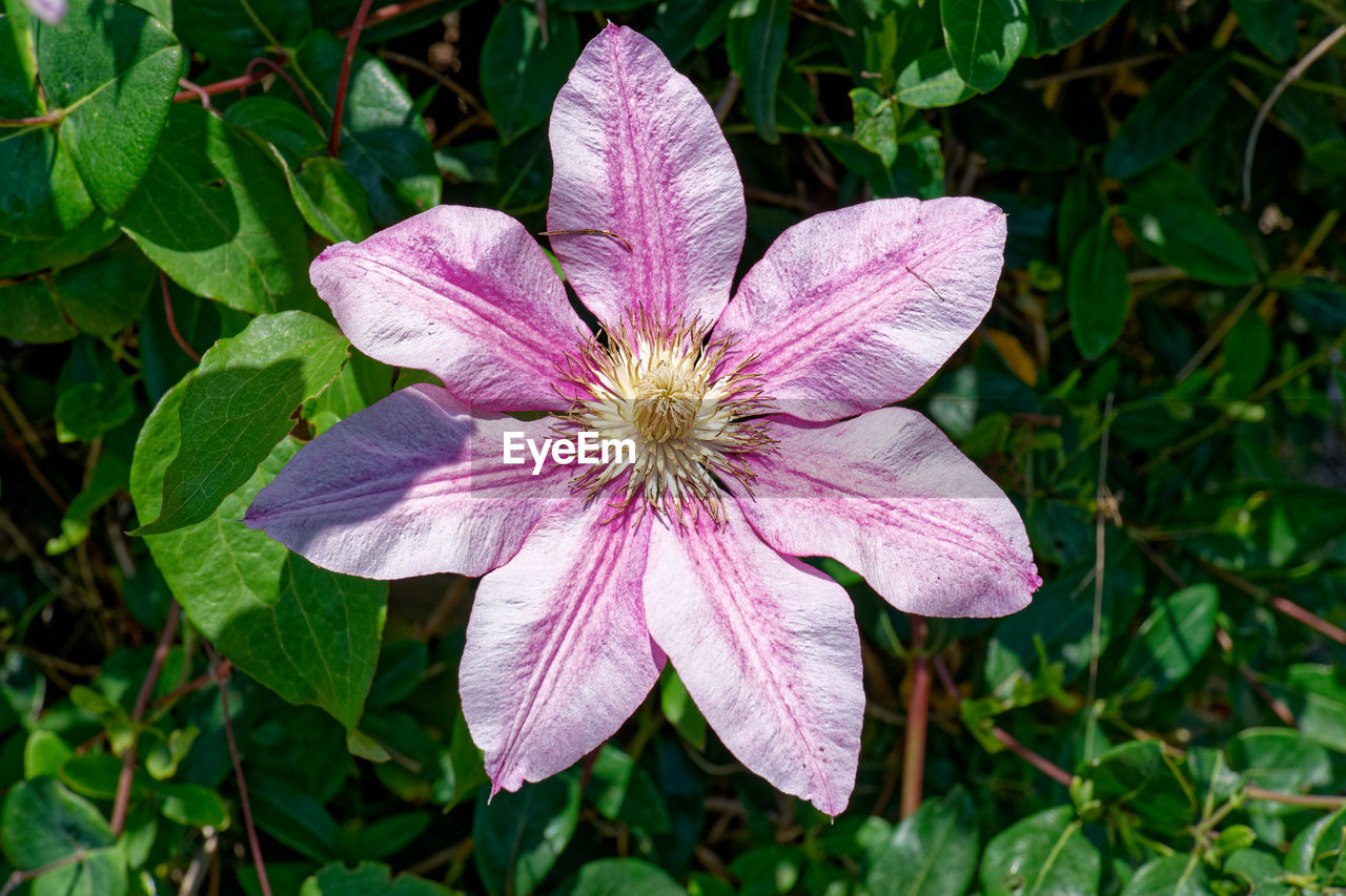 plant, flower, flowering plant, beauty in nature, freshness, growth, petal, fragility, flower head, inflorescence, close-up, nature, leaf, plant part, pink, pollen, wildflower, no people, green, outdoors, day, high angle view, botany, purple, blossom, focus on foreground