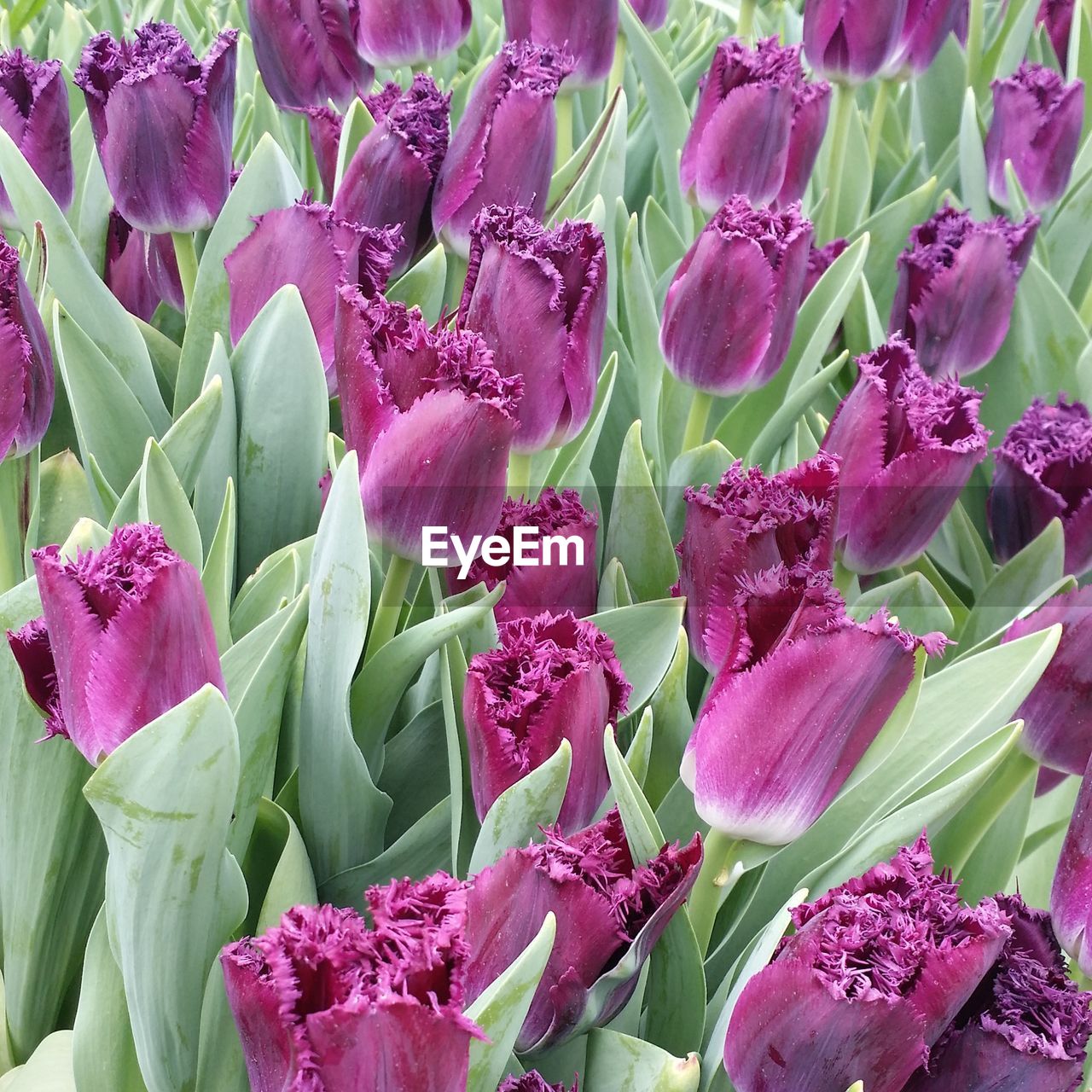 Close-up of pink flower