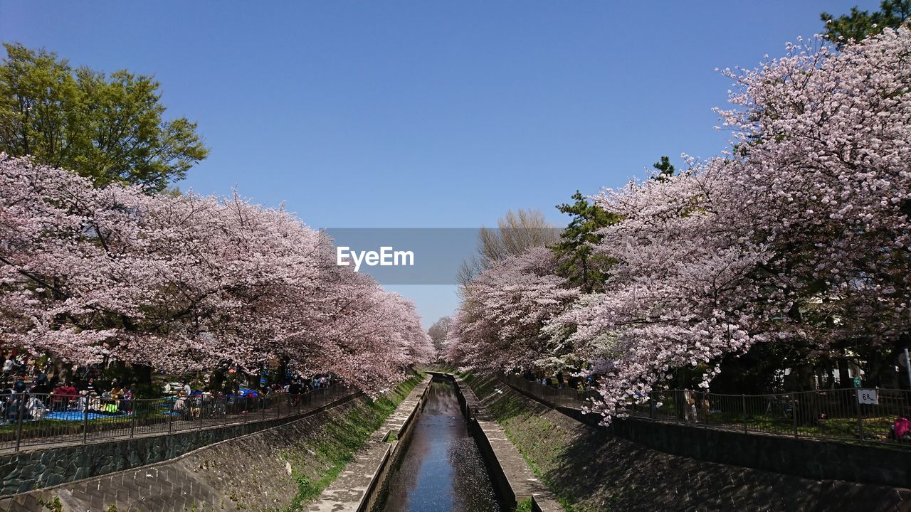 High angle view of cherry blossom amidst trees against clear sky