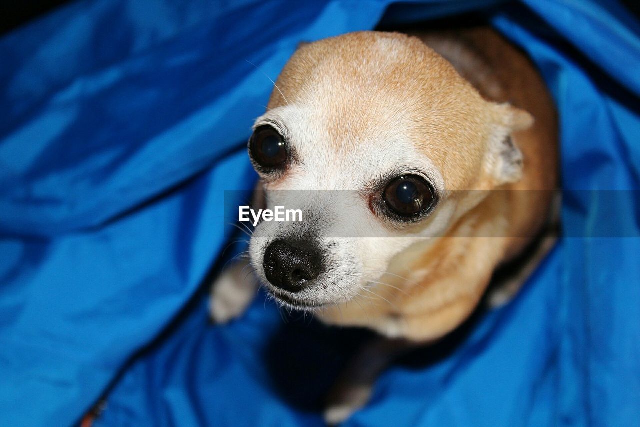 CLOSE-UP PORTRAIT OF DOG ON BLUE EYES
