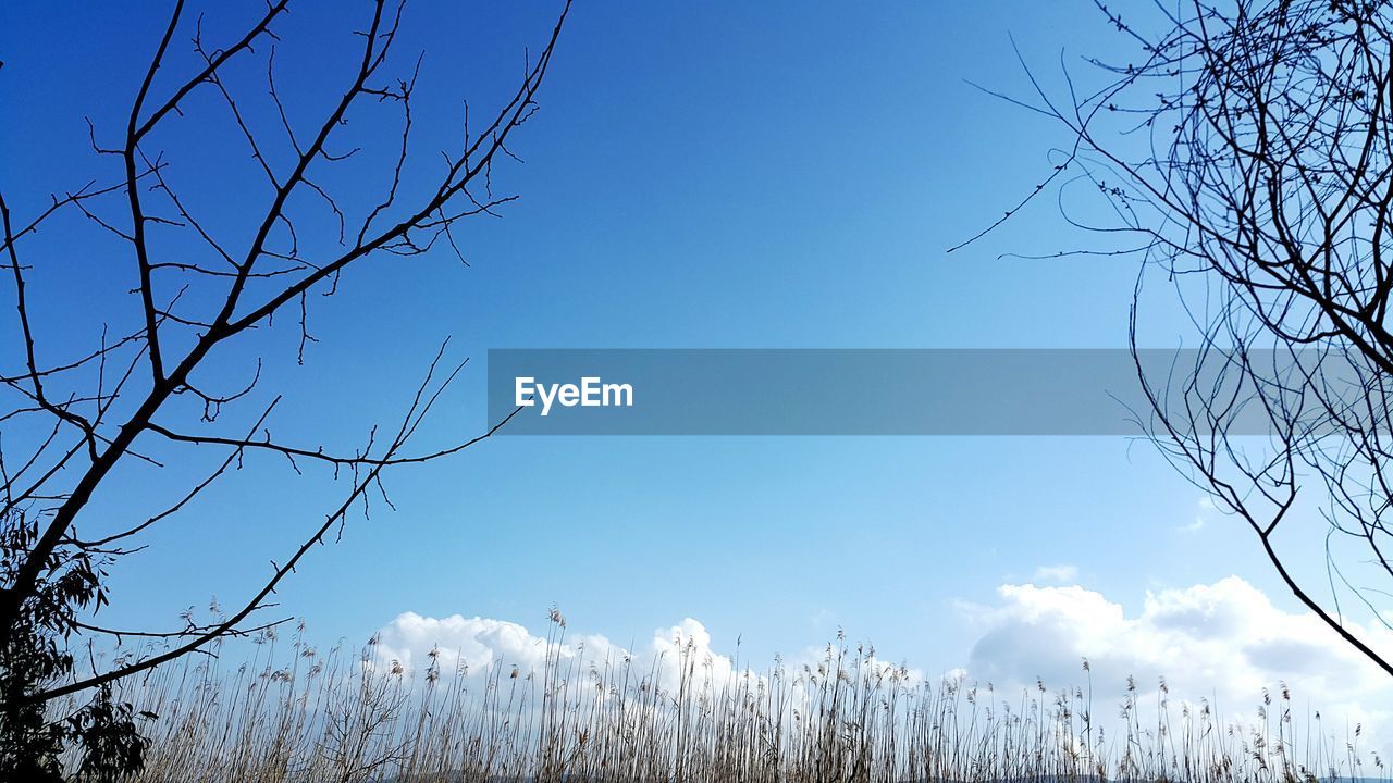 Low angle view of bare trees and plants against blue sky