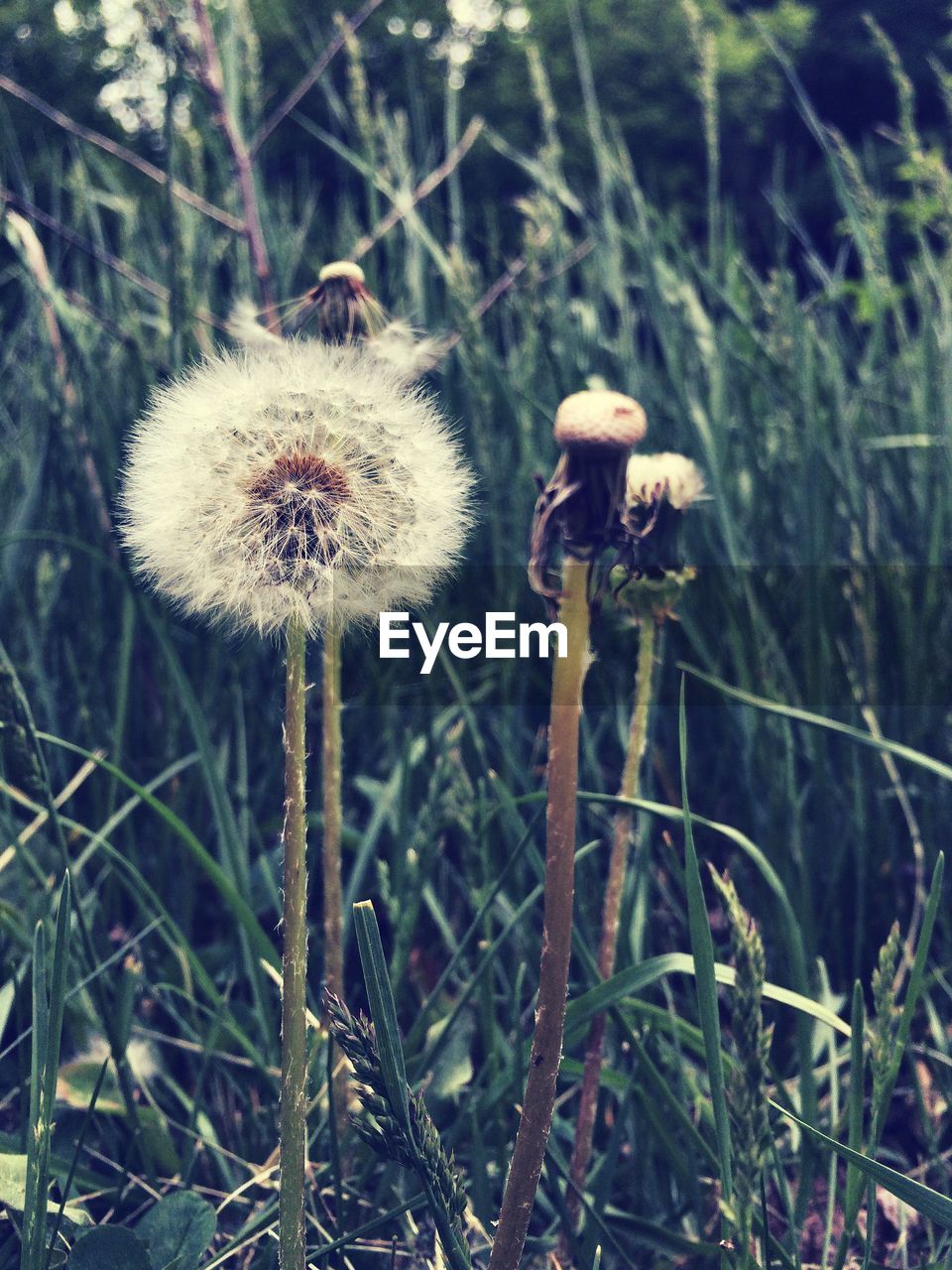 Dandelions in grass