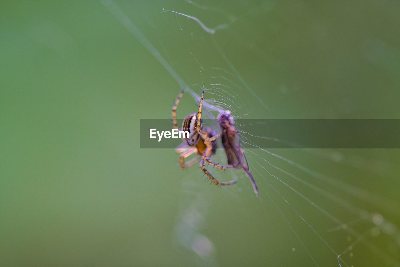 Close-up of spider on web