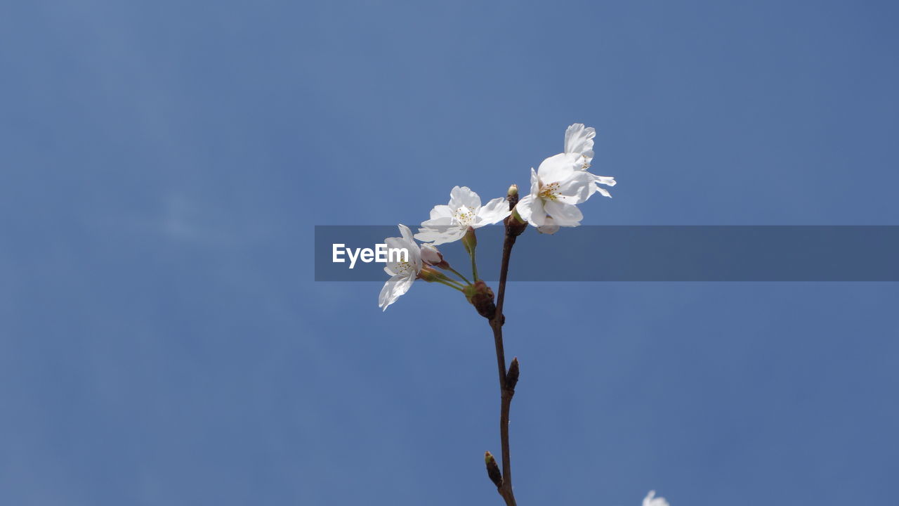 Low angle view of white flowers blooming against clear sky