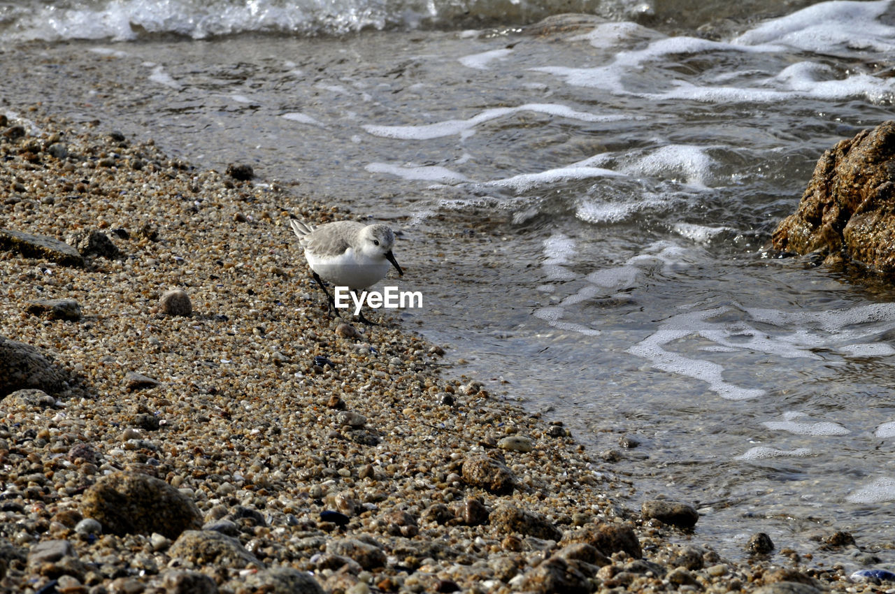 HIGH ANGLE VIEW OF BIRD ON SAND