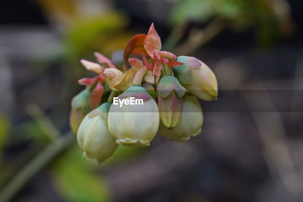Close-up of flowering blueberry plant