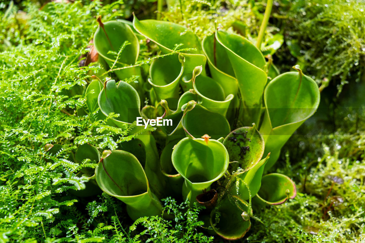 Plants are predators. insect catcher plant botanical garden. unusual rare