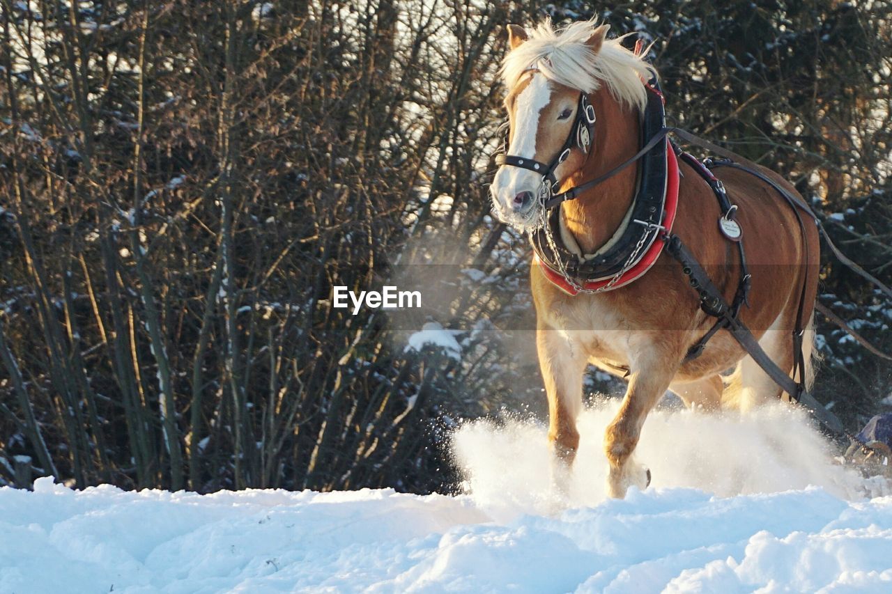 Horse running in snow