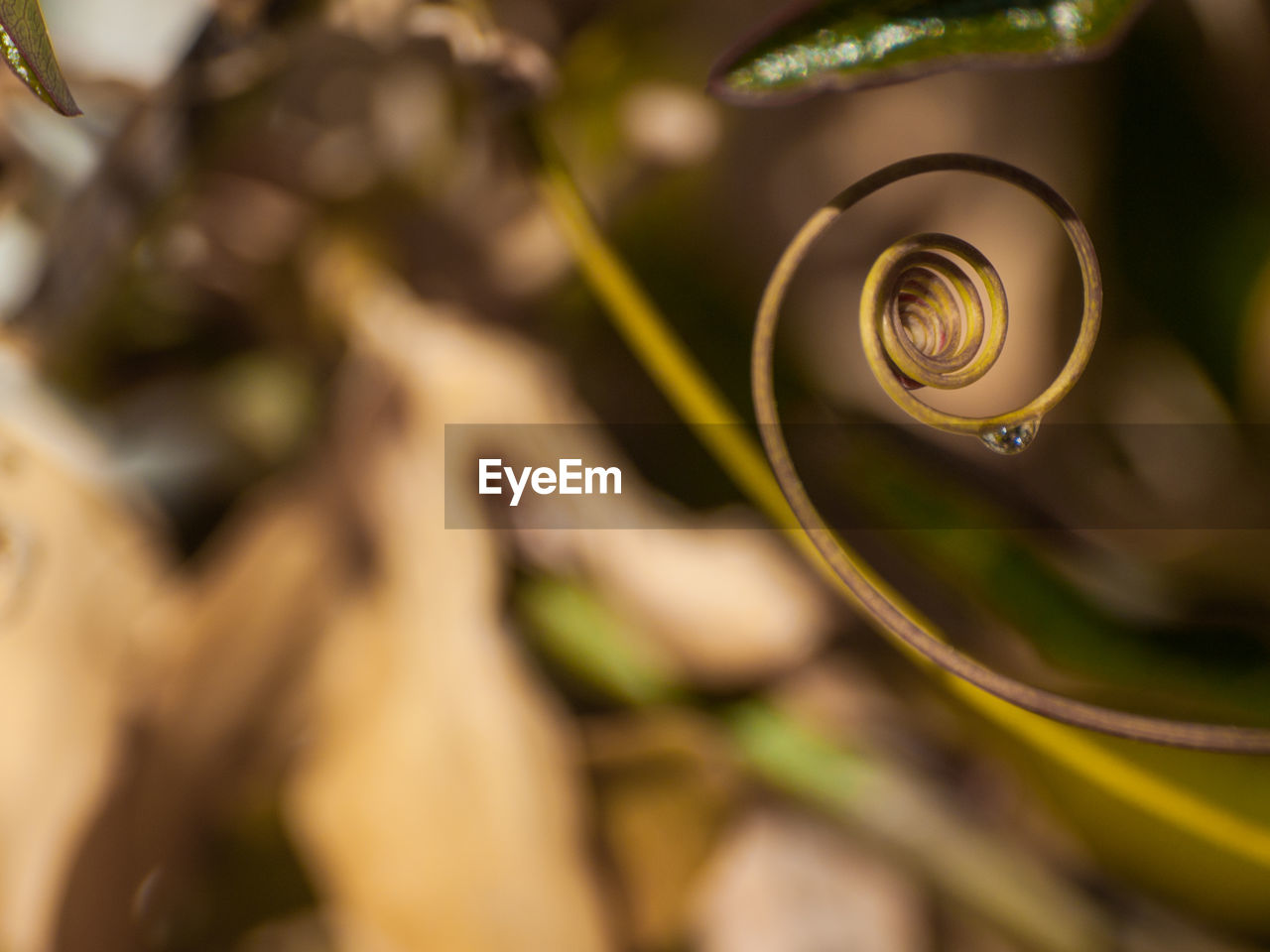 CLOSE-UP OF SNAIL ON LEAF