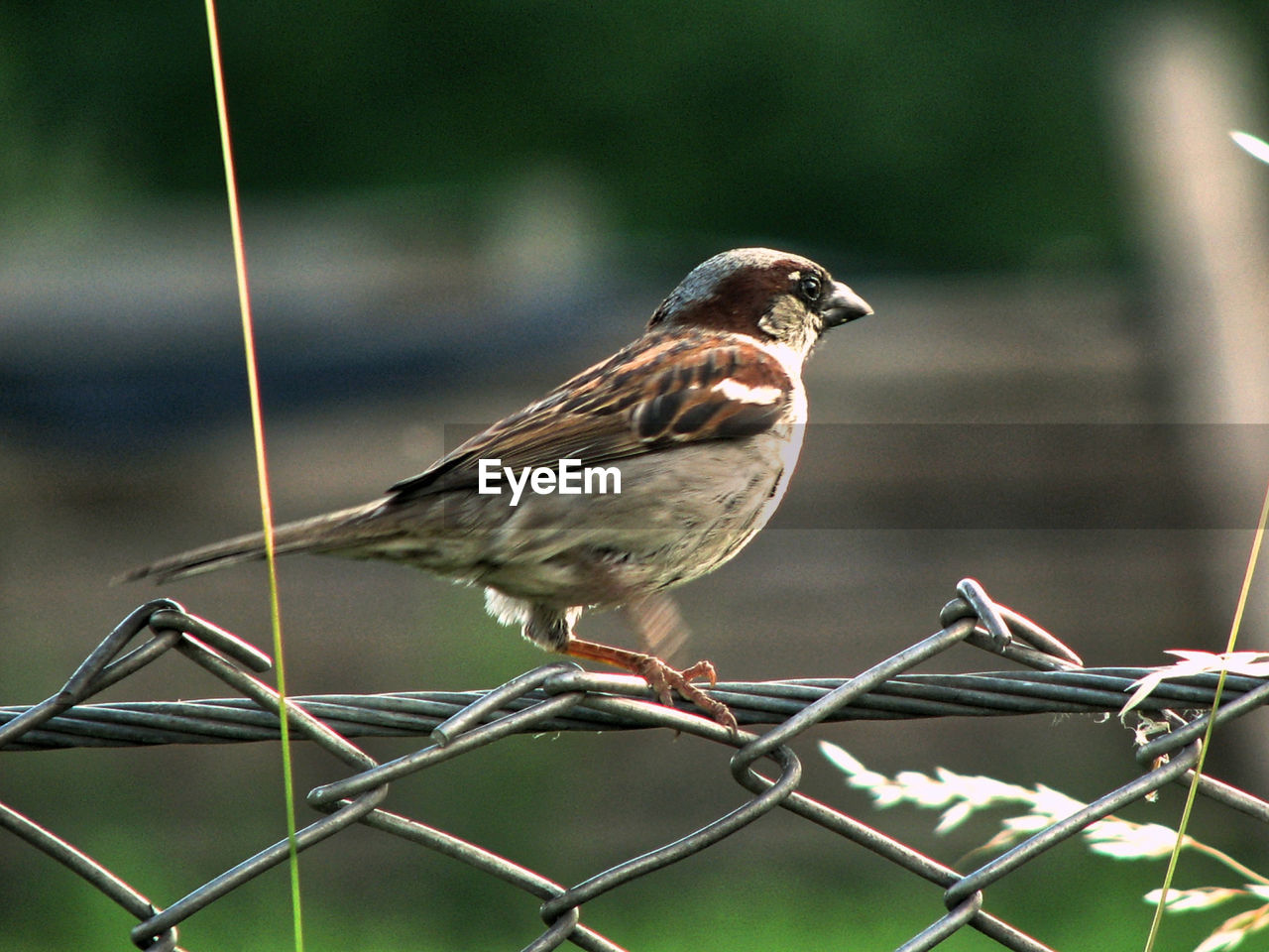 Close-up of bird perching on chainlink fence