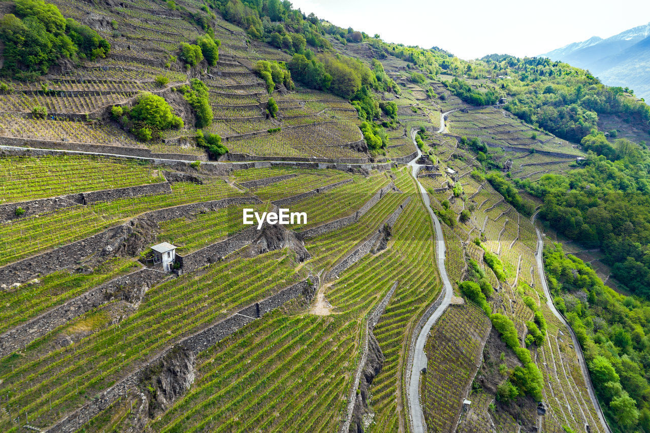 HIGH ANGLE VIEW OF VINEYARD