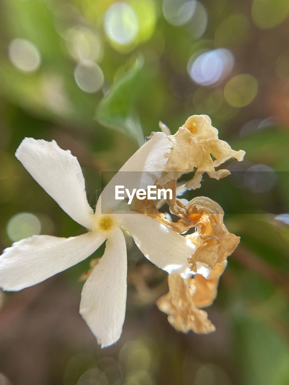 flower, blossom, plant, close-up, beauty in nature, flowering plant, macro photography, nature, animal wildlife, animal, animal themes, fragility, freshness, petal, no people, flower head, leaf, focus on foreground, wildflower, yellow, white, outdoors, springtime, wildlife, one animal, insect, growth, branch, inflorescence, tree, day, macro