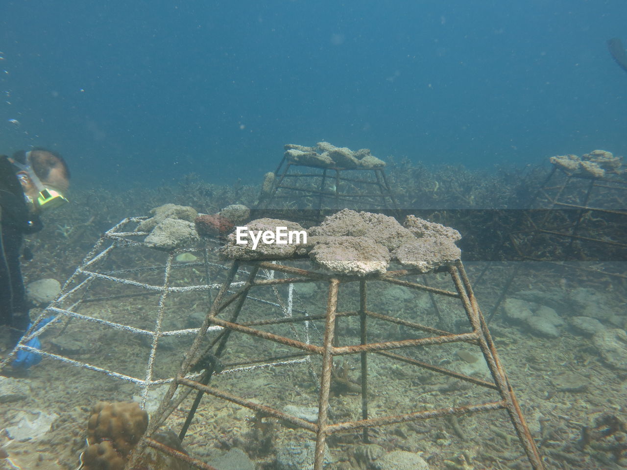 HIGH ANGLE VIEW OF CORAL SWIMMING UNDERWATER