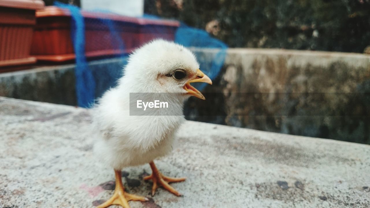 Close-up of bird