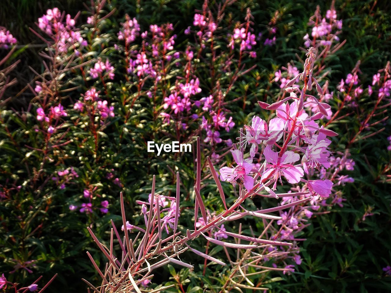 CLOSE-UP OF PURPLE FLOWERING PLANT