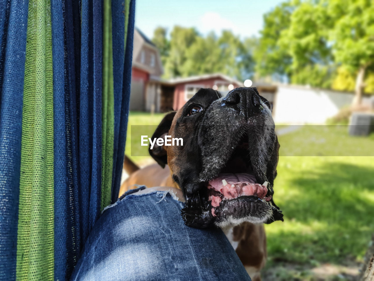 CLOSE-UP OF PERSON WITH DOG ON HUMAN HAND