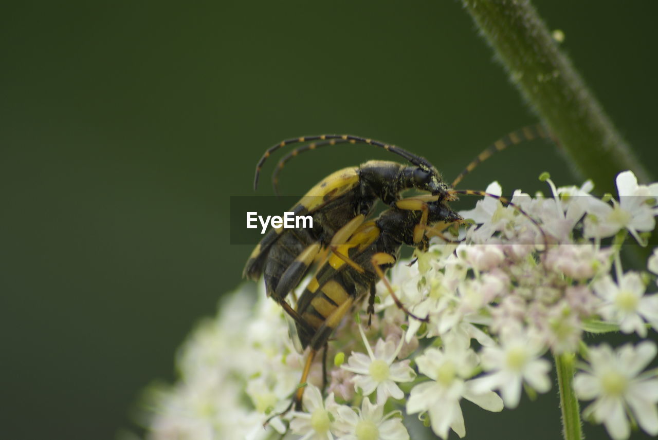 CLOSE-UP OF HONEY BEE POLLINATING FLOWER