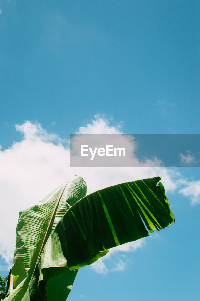 Low angle view of plant leaves against blue sky