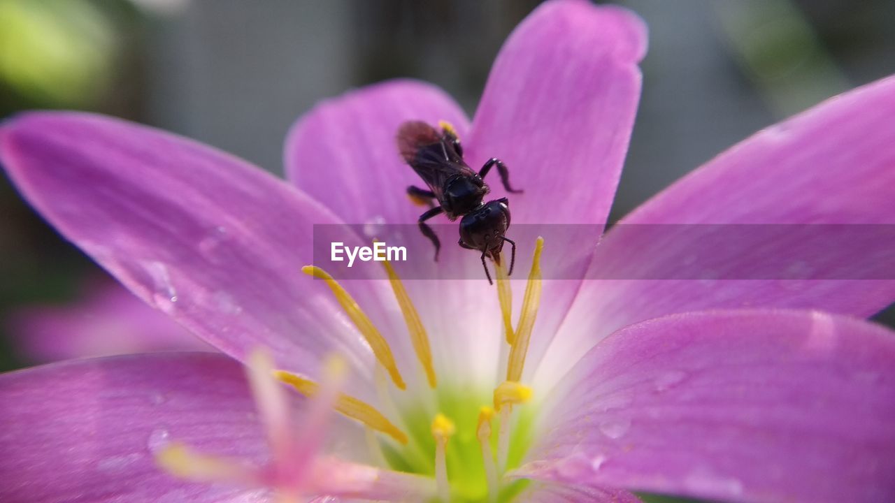 CLOSE-UP OF HONEY BEE POLLINATING ON PINK FLOWER