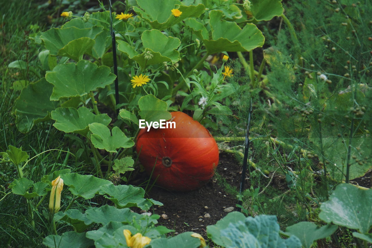 Pumpkin on field