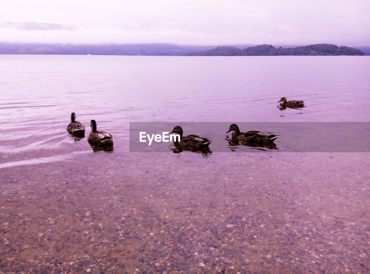 BIRDS ON LAKE AGAINST SKY