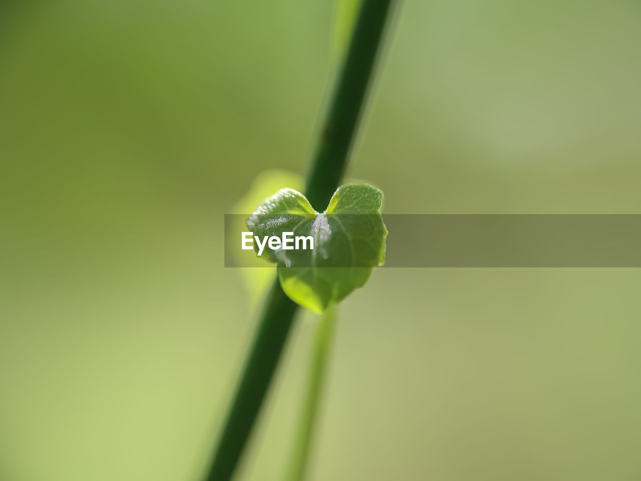 CLOSE-UP OF GREEN PLANT