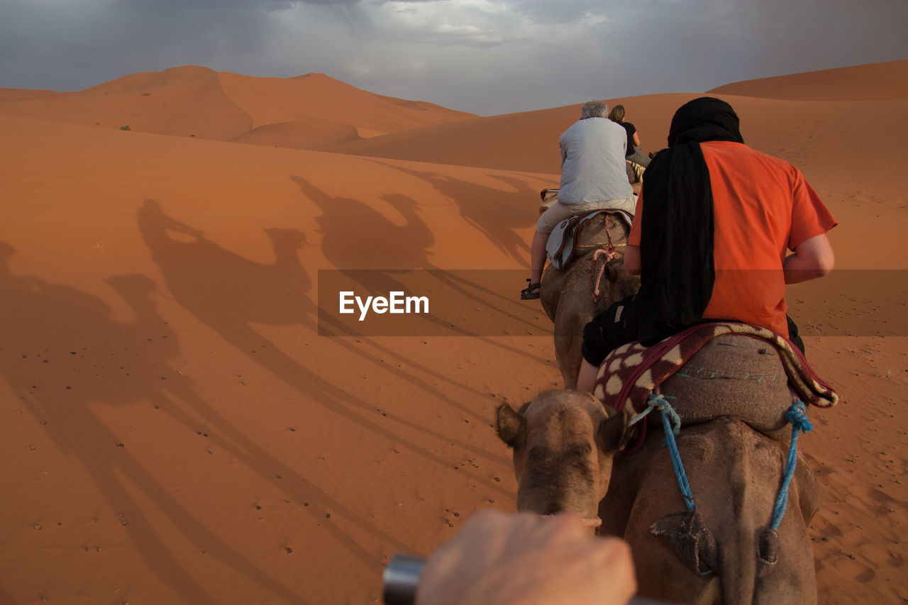 Rear view of people riding camels in desert