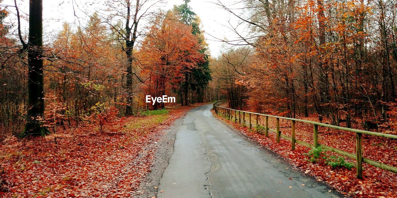 Road amidst trees in forest during autumn