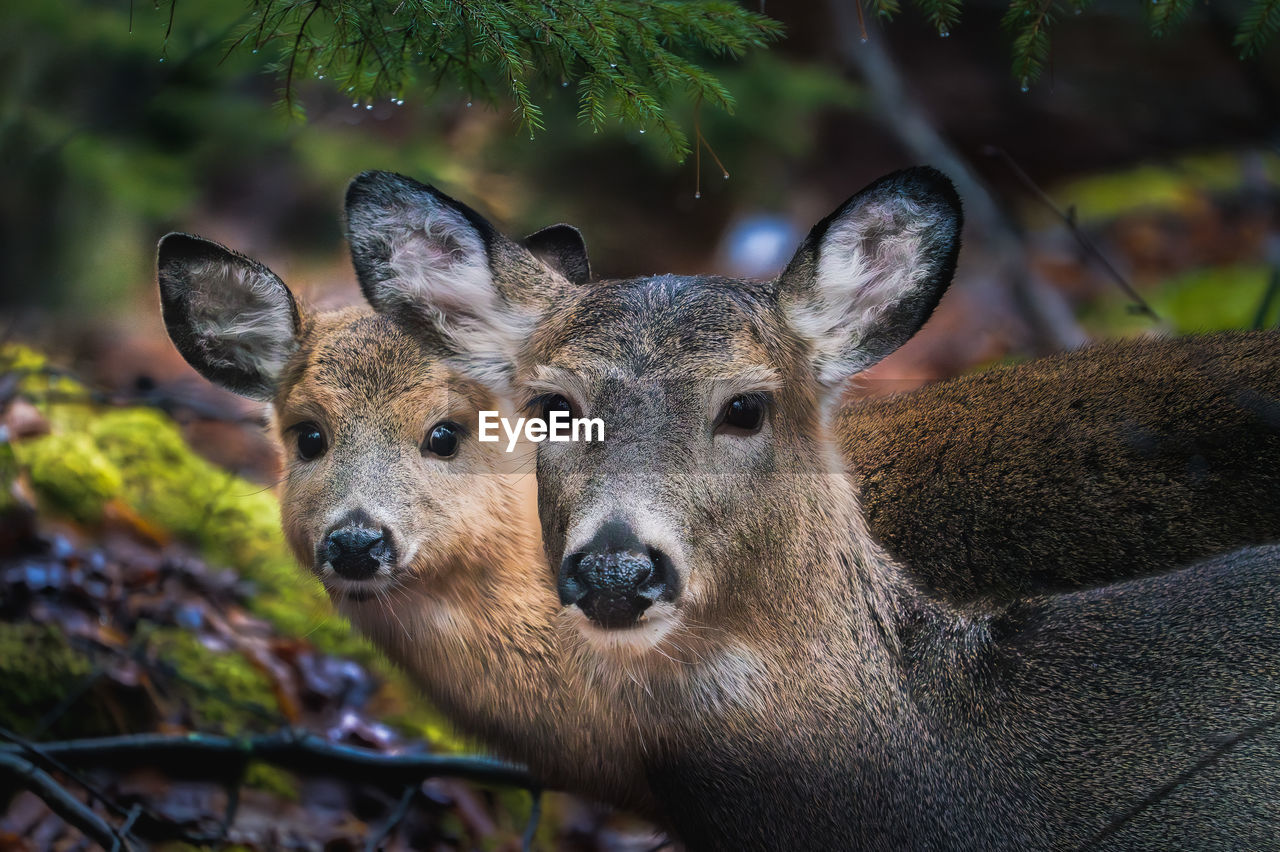 animal themes, animal, animal wildlife, mammal, wildlife, deer, portrait, one animal, looking at camera, nature, no people, outdoors, animal body part, forest, tree, plant, young animal