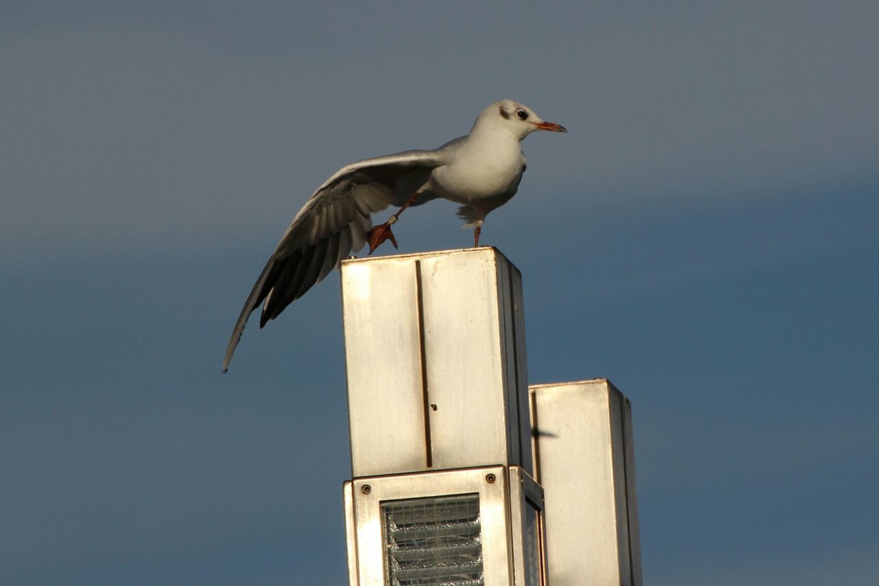 LOW ANGLE VIEW OF SEAGULL PERCHING ON POLE AGAINST SKY