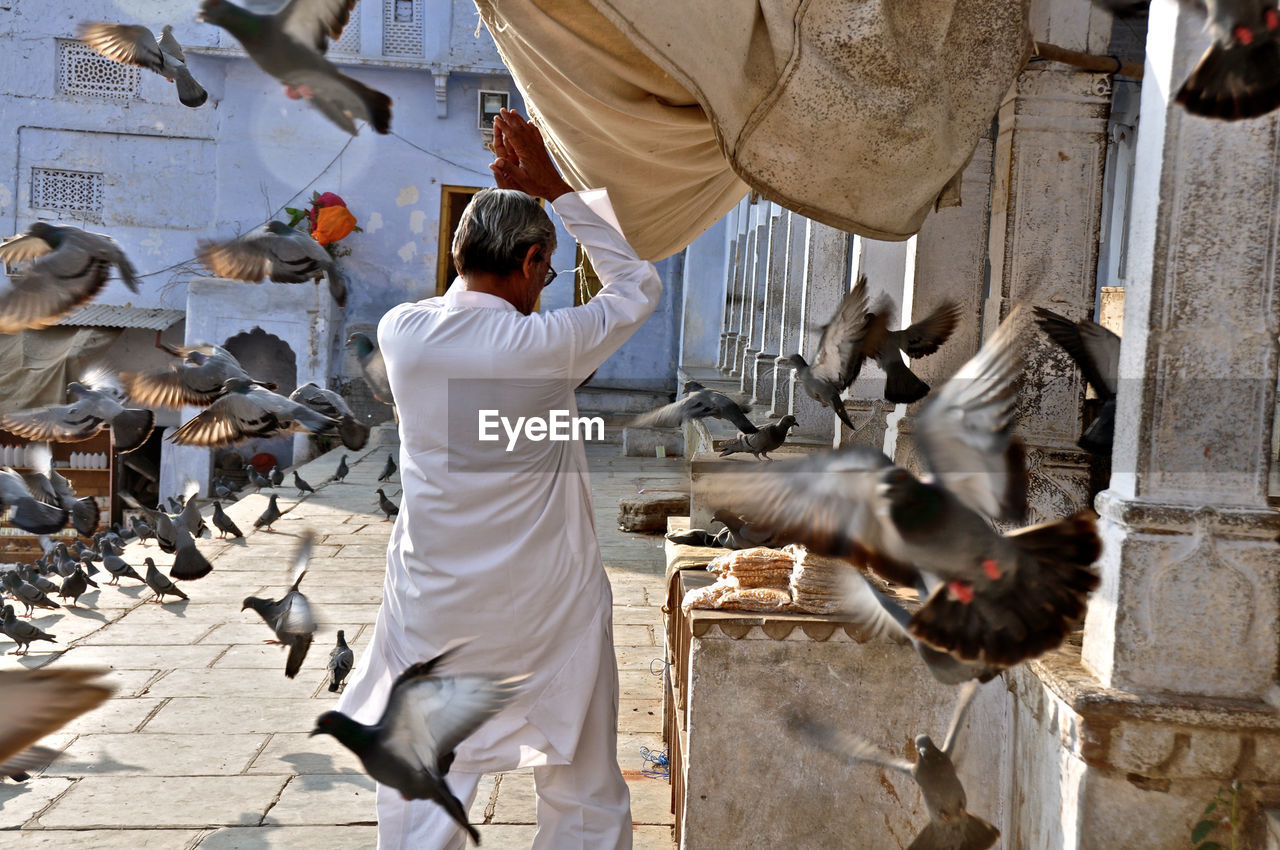 PIGEONS ON RAILING