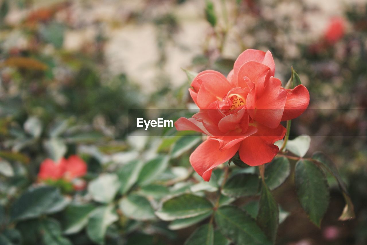 Close-up of red rose blooming outdoors