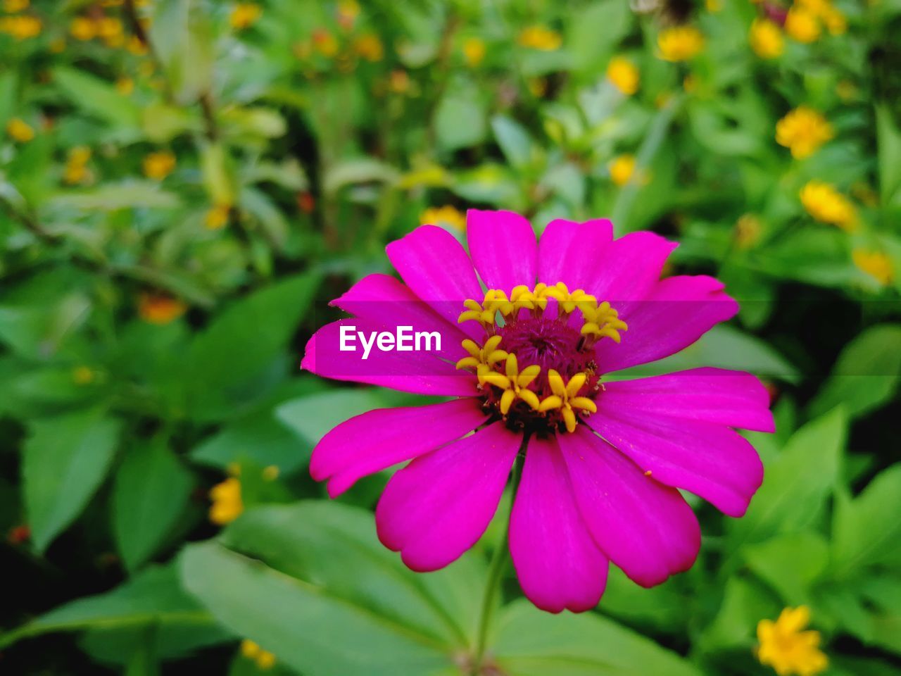 Close-up of pink flower blooming outdoors