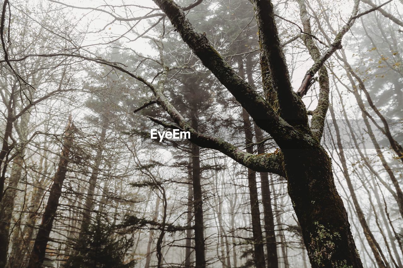 Low angle view of bare trees in forest