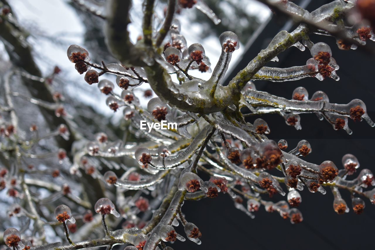 CLOSE-UP OF FROZEN TREE BRANCH